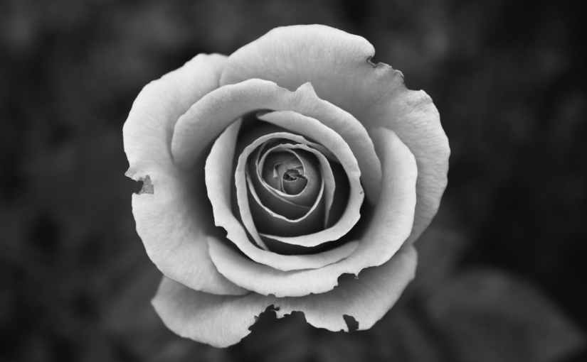 The White Rose of Mary Garden
